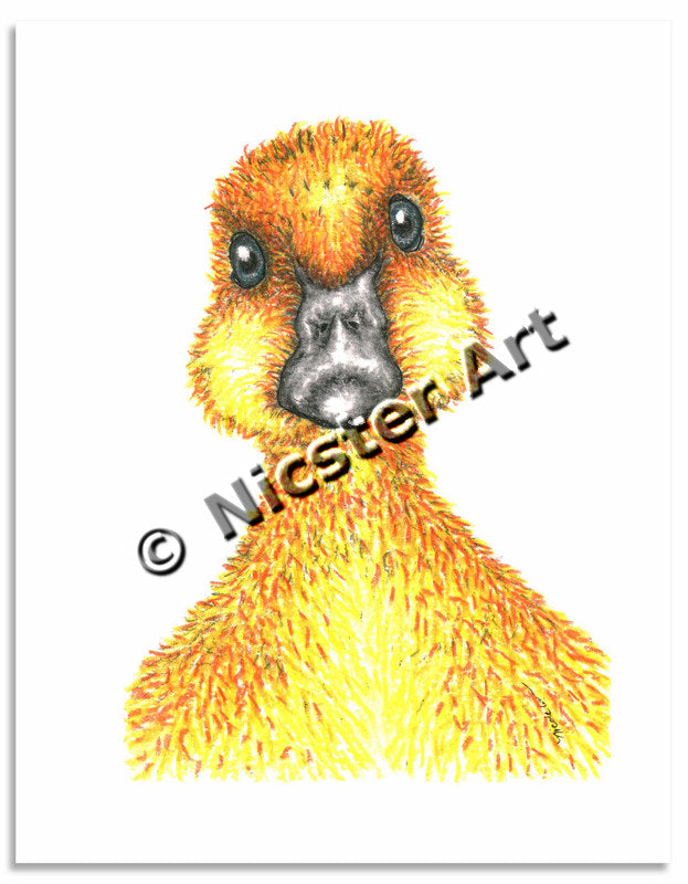 What's Up Duck?